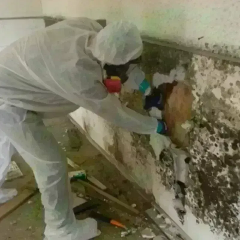 Mold Remediation and Removal in Middle Village, NY